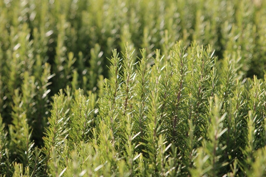 rosemary, spices, herbs, nature, green, kitchen, plant, leaves, rosemary, rosemary, rosemary, rosemary, rosemary