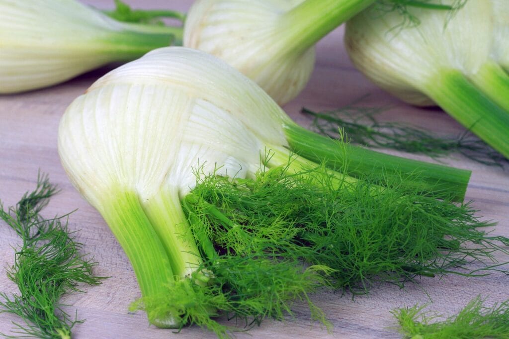 fennel, vegetables, food, vitamins, ingredients, raw, vegetarian, fennel, fennel, fennel, fennel, fennel