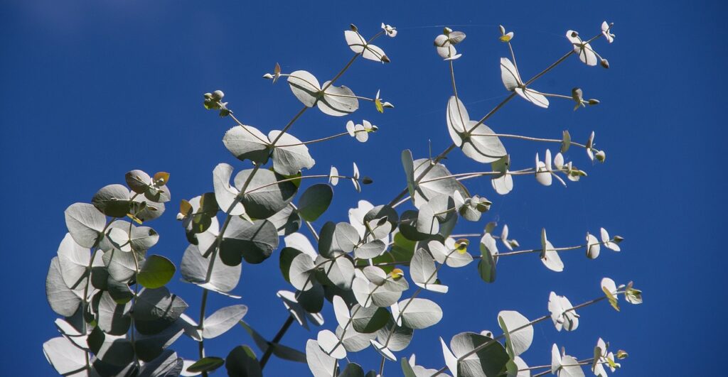 eucalyptus leaves, green, foliage, australian, tree, gum tree, blue sky, gum, eucalypt, grey-green, nature, immature