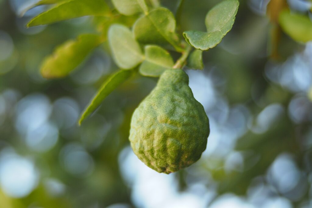 bergamot, green, nature, fruit, herb, food, bergamot, bergamot, bergamot, bergamot, bergamot