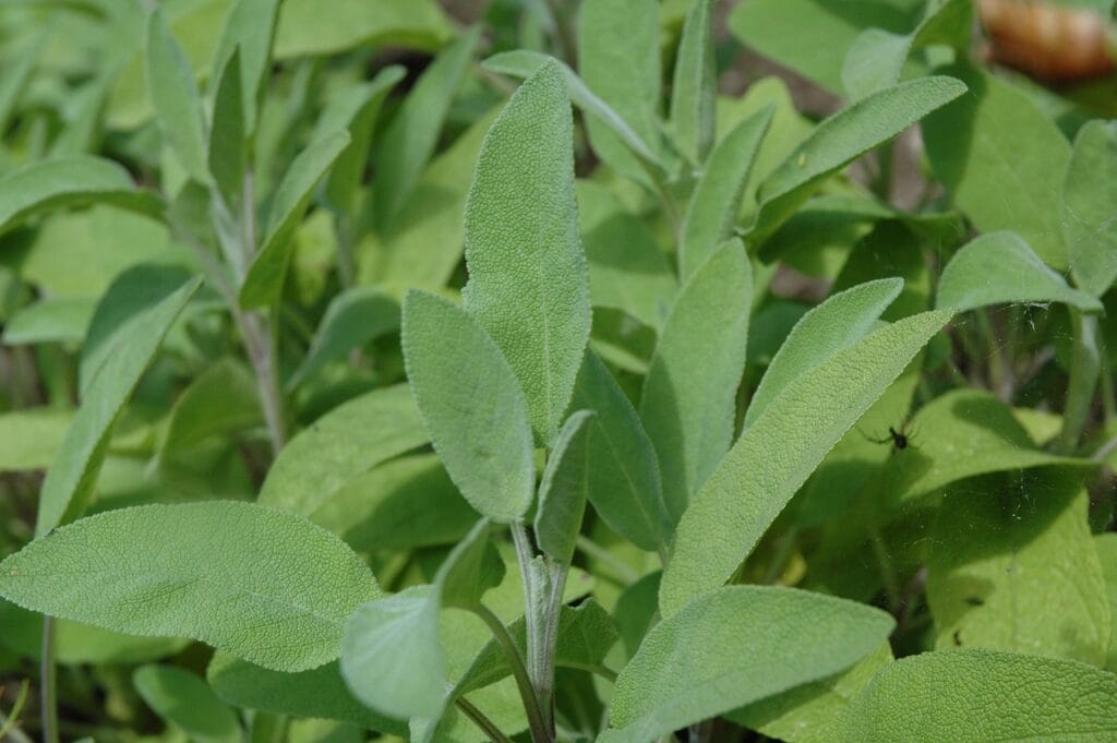 sage, green, garden, nature, summer, harvest, seasoning, plant, leaves, medicinal plant, herb, kitchen sage, meal, real sage, medicinal herbs, tea herbs, healthy, salvia, aromatic plant, culinary herbs, garden plant, herbs, aroma, sage, salvia, salvia, salvia, salvia, salvia
