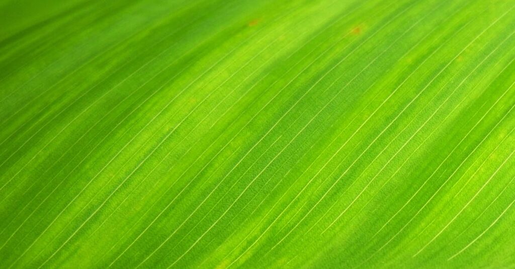 Macro shot of a green leaf's texture, ideal for backgrounds.