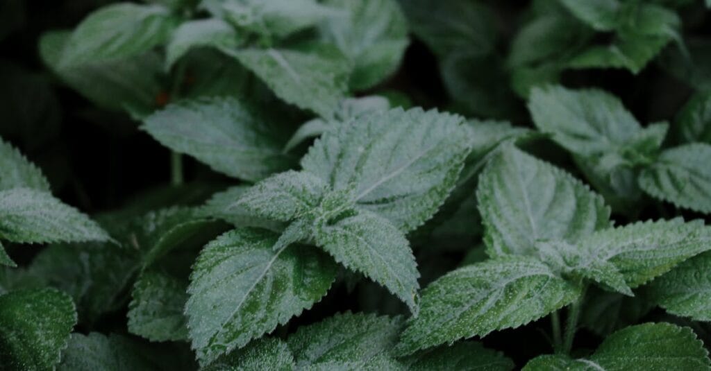 Detailed close-up of green lemon balm leaves, showcasing lush foliage in Paris, France.