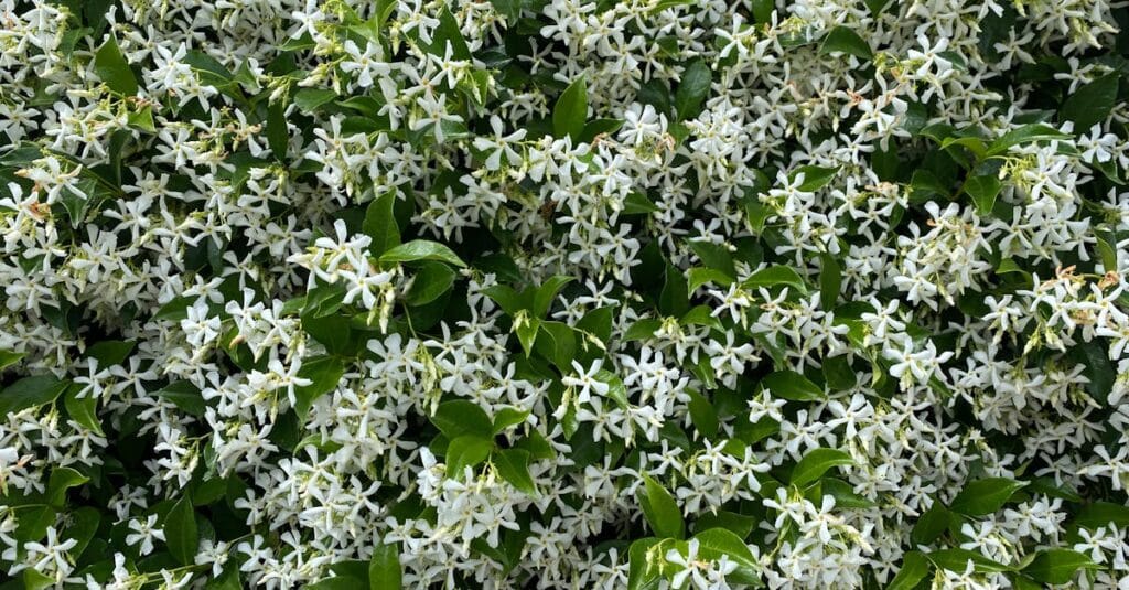 Lush display of blooming white jasmine flowers creating a natural floral wallpaper.