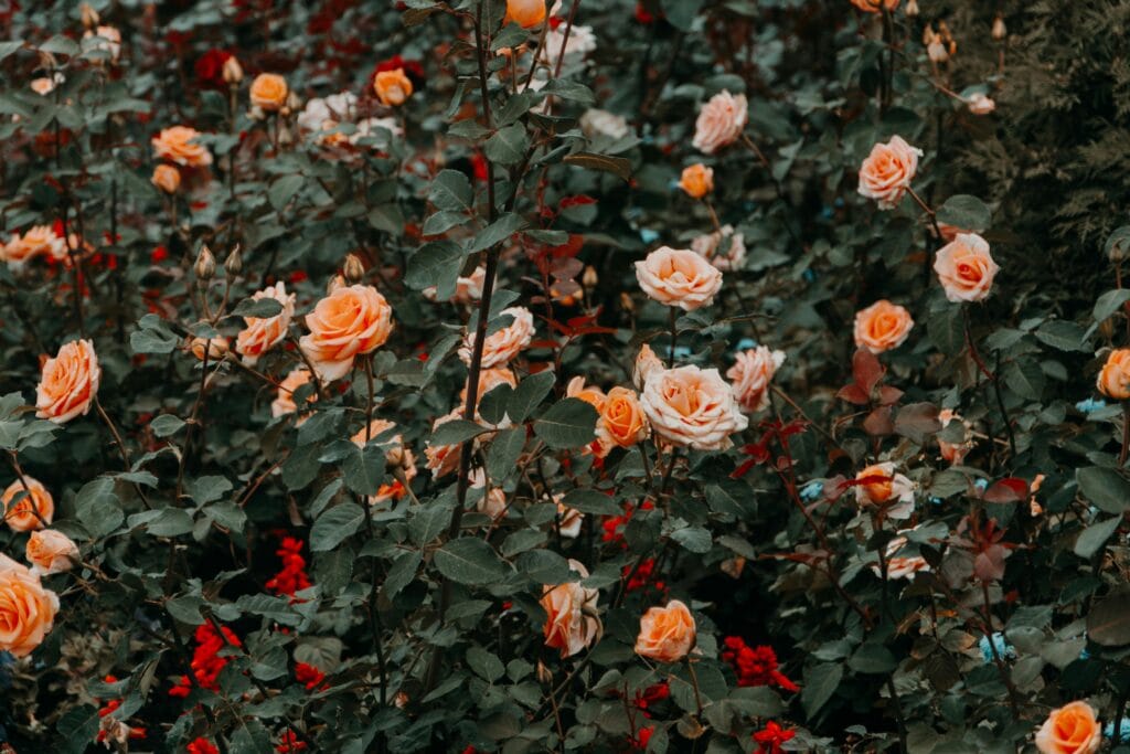 Explore a vibrant rose garden filled with blooming orange roses, showcasing nature's beauty and freshness.