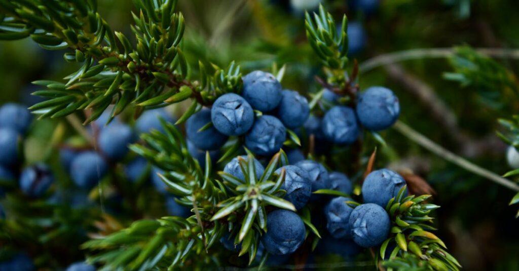 Vibrant close-up of fresh juniper berries with green needles, showcasing natural beauty.