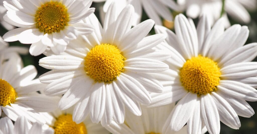 Vibrant white daisies with yellow centers bloom under the sun, showcasing nature's beauty.
