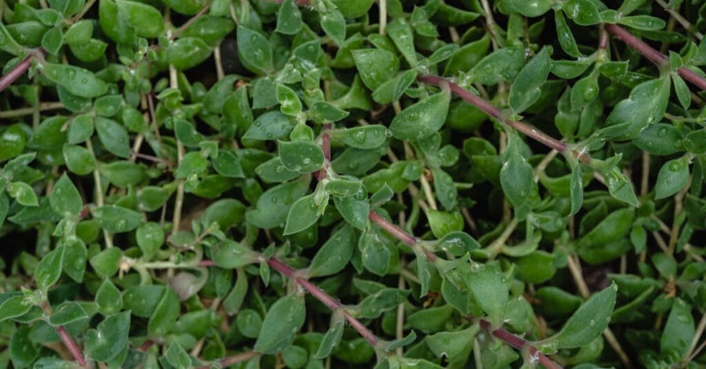 Close-up of vibrant green thyme leaves with dewdrops, showcasing natural freshness.