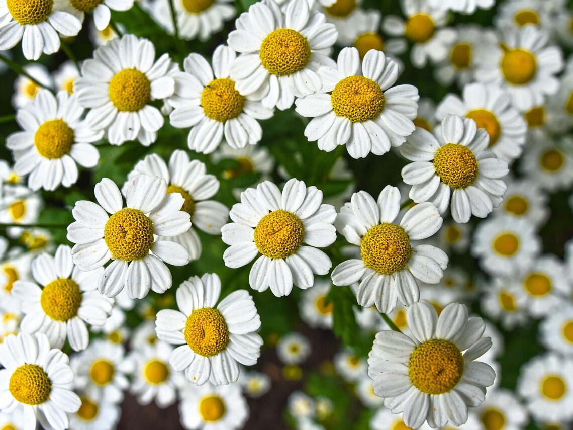 chamomile, flowers, flower wallpaper, plant, white flowers, petals, bloom, asteraceae, beautiful flowers, flower background, herbs, nature, closeup