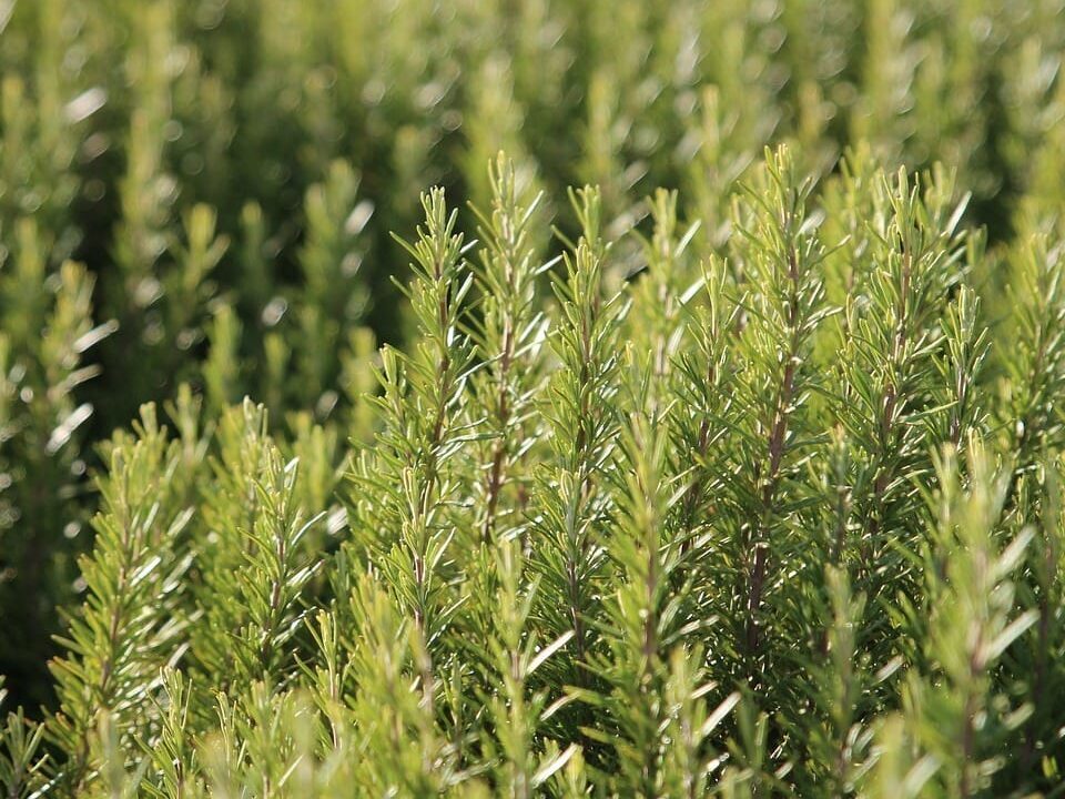 rosemary, spices, herbs, nature, green, kitchen, plant, leaves, rosemary, rosemary, rosemary, rosemary, rosemary