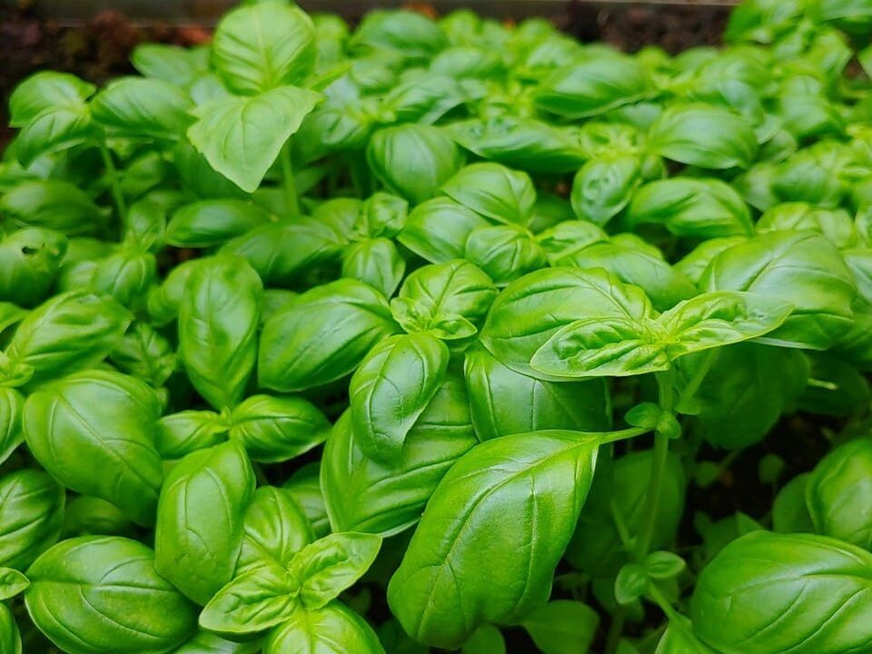 basil, green, garden, greenhouse, plant, herbs, spices, nature, herb, leaf, italian, basil, basil, basil, basil, basil