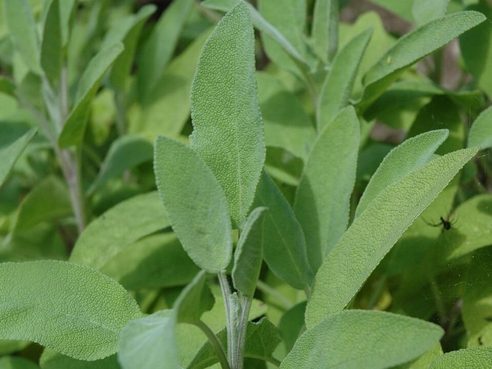 sage, green, garden, nature, summer, harvest, seasoning, plant, leaves, medicinal plant, herb, kitchen sage, meal, real sage, medicinal herbs, tea herbs, healthy, salvia, aromatic plant, culinary herbs, garden plant, herbs, aroma, sage, salvia, salvia, salvia, salvia, salvia