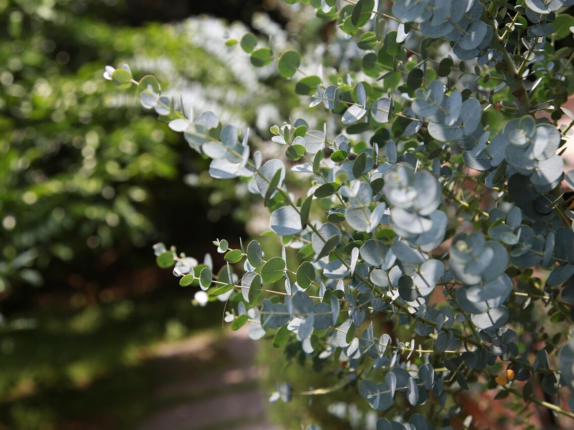 eucalyptus, leaf, plant, aroma, scent, green, nature, tree, eucalyptus, eucalyptus, eucalyptus, eucalyptus, eucalyptus