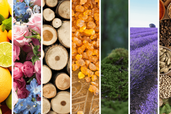 Le famiglie olfattive e il loro potere emotivo