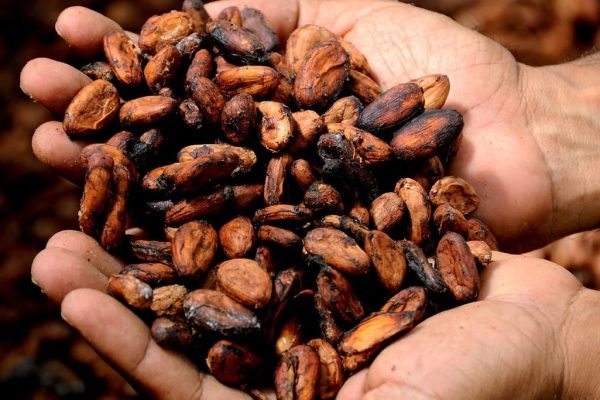 Gli oli essenziali acqua – il cacao