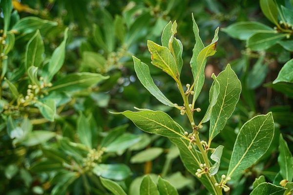 laurel, laurel tree, laurel plant, tribe, leaf, nature, shrub, tree trunk, seasoning