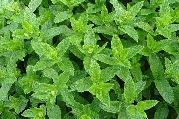 Gli oli essenziali aria – la menta piperita