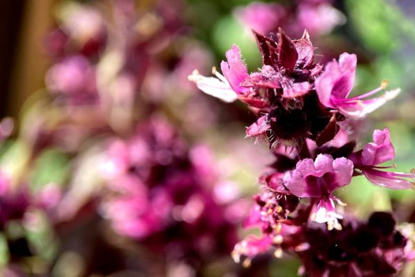 Gli oli essenziali terra – il patchouli