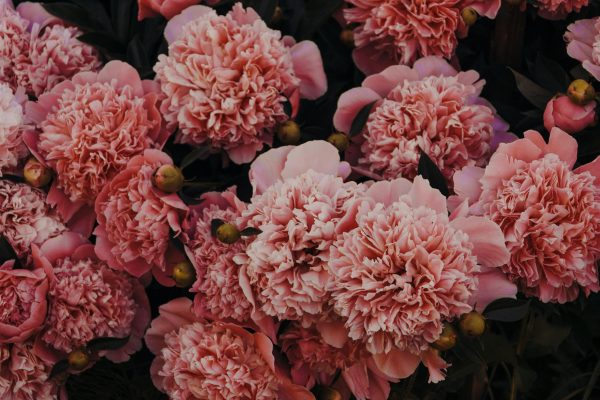 Vibrant close-up of lush pink carnations in full bloom, showcasing their delicate petals.