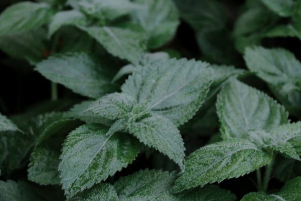 Gli oli essenziali acqua – la melissa