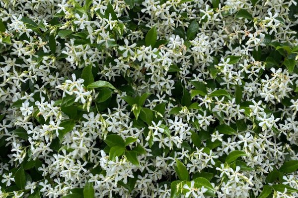 Gli oli essenziali acqua – il gelsomino