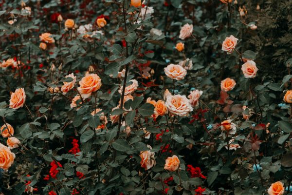 Gli oli essenziali acqua – la rosa