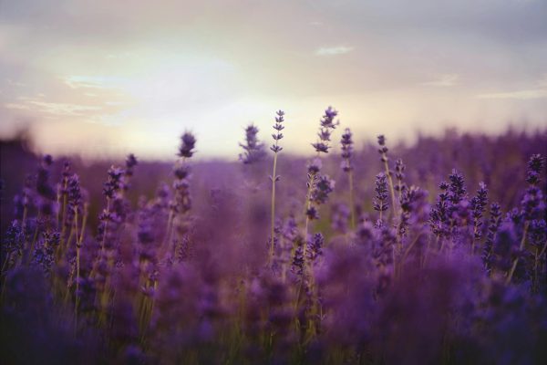Gli oli essenziali acqua – la lavanda