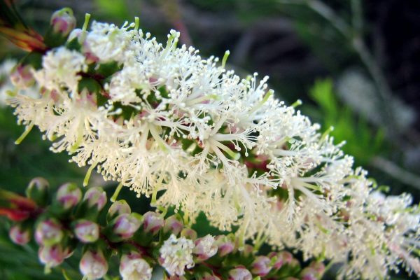 Gli oli essenziali aria – il tea tree